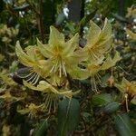 Rhododendron triflorum Flower