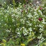 Galium pumilum Агульны выгляд