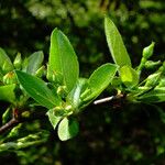 Malus coronaria Leaf