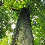 Liriodendron tulipifera Bark