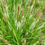 Carex acutiformis Blomst