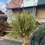 Phormium tenaxLeaf