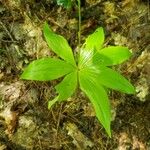 Medeola virginiana Leaf