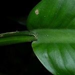 Dieffenbachia tonduzii 树皮