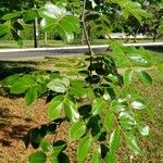 Copaifera langsdorffii Leaf