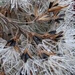 Eupatorium cannabinumFrucht