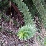 Araucaria araucana Blatt