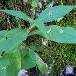 Knautia dipsacifolia Leaf