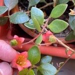 Kalanchoe manginii Цвят