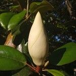 Magnolia grandifloraफूल