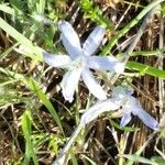 Androstephium coeruleum Flower