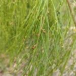 Exocarpos strictus Hábito