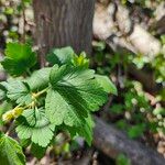 Ribes cynosbati Leaf