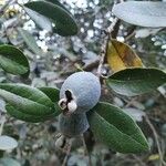 Feijoa sellowiana ഫലം