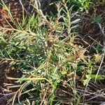 Phyllanthus suffrutescens Foglia