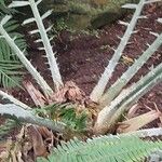 Encephalartos ferox Azala