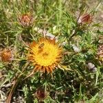 Carlina corymbosa Blüte