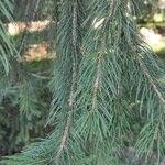 Picea smithiana Leaf