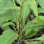 Parthenium integrifolium पत्ता