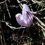 Crocus corsicus Flower