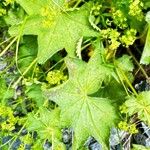 Alchemilla monticola Leaf