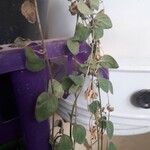 Origanum vulgareLevél