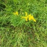 Solidago rugosaFlor