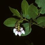 Arctostaphylos patula Цветок