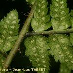 Dryopteris remota पत्ता