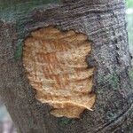 Alstonia costata Bark