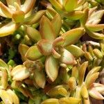 Sedum adolphi 葉