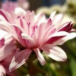 Crepis rubra Fleur