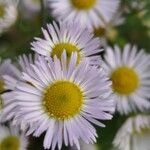 Erigeron speciosus Çiçek