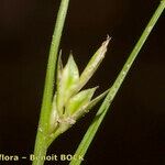 Carex distachya Fruit