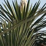 Yucca carnerosana Φύλλο