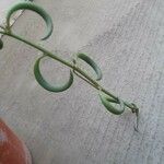 Senecio radicans Hoja