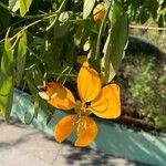 Senna macranthera Flower