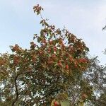 Crataegus persimilis Habitus