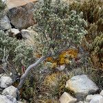 Linochilus rhomboidalis Habitus