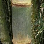 Dendrocalamus giganteus Escorça