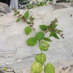 Triumfetta semitriloba Hoja