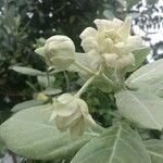 Calotropis gigantea പുഷ്പം