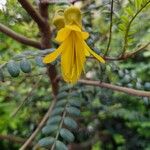 Sophora denudata Цвят