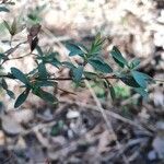 Hypericum hypericoides Листок