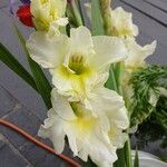 Gladiolus × hybridus Flower