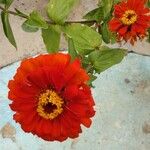 Zinnia haageana Flower