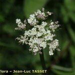 Endressia pyrenaica Flower