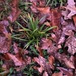 Carex pedunculata Лист