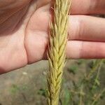 Triticum monococcum Mbuma