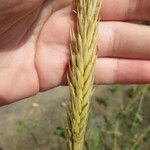 Triticum monococcum Fruit